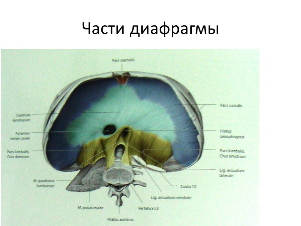 Части диафрагмы