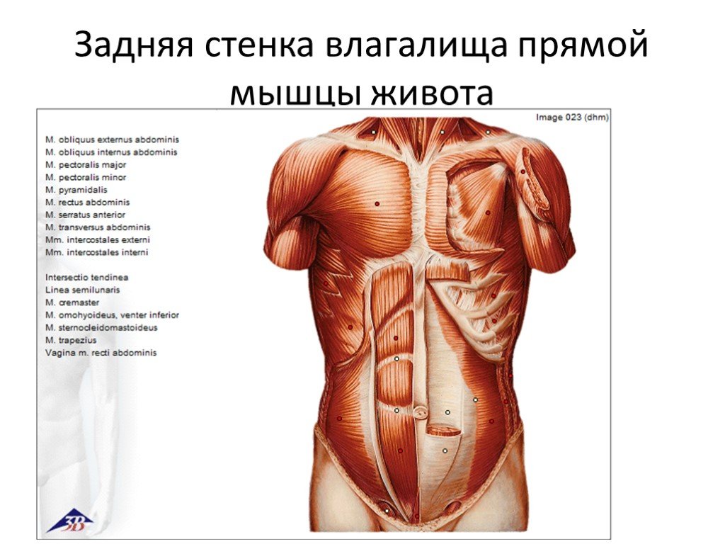 Мышцы брюшной стенки топографическая анатомия