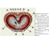 Диафрагма (вид сверху): 1 — аорта; 2 — поперечная остистая мышца; 3 — мышца, выпрямляющая позвоночник; 4 — широчайшая мышца спины; 5 — передняя зубчатая мышца; 6 — сухожильный центр; 7 — наружная косая мышца живота; 8 — прямая мышца живота; 9 — грудинная часть диафрагмы; 10 — реберная часть диафрагм