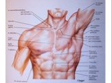Мышцы и фасции груди и живота Слайд: 3