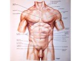 Мышцы и фасции груди и живота Слайд: 4