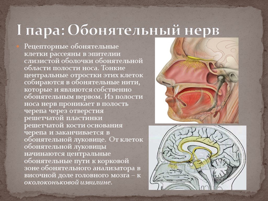 Головной мозг и нервы образуют. Обонятельный черепно-мозговой нерв. 1 Пара черепных нервов обонятельный нерв. Обонятельный нерв анализатор. Обонятельный нерв анатомия строение.