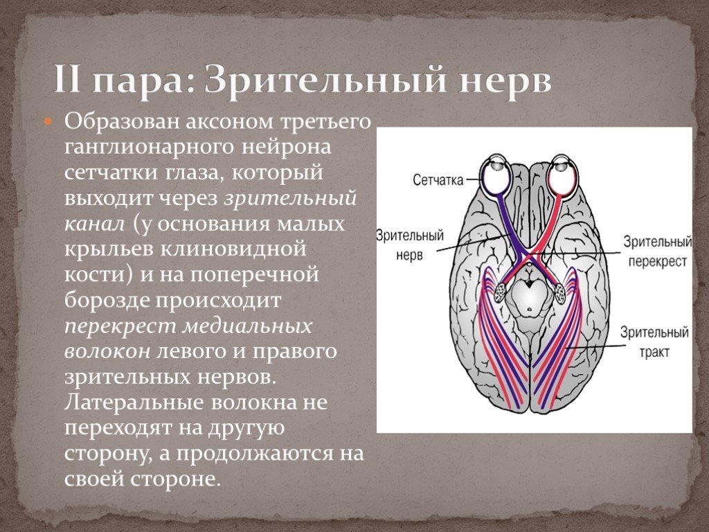 Черепные нервы нейроны. 2 Пара ЧМН зрительный нерв. Схема 2 пары черепных нервов. II пара черепных нервов – n. Opticus – зрительный нерв. Перекрест волокон зрительного нерва.