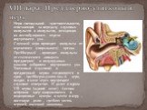 Нерв специальной чувствительности, отвечающий за передачу слуховых импульсов и импульсов, исходящих из вестибулярного отдела внутреннего уха. Слуховой нерв проводит импульсы от кортиевого (спирального) органа. Преддверный – проводит импульсы от статического аппарата (преддверия) и полукружных канало