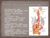 Ядра блуждающего нерва расположены в продолговатом мозге. Выходит нерв через яремное отверстие. Нерв смешанный, содержит: - двигательные нервы, иннервирующие мышцы мягкого нёба, глотки, гортани, а также поперечно-полосатые мышцы пищевода - парасимпатические нервы, иннервирующие все органы грудной по