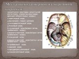 1-решетчатая пластинка решетчатой кости (через отверстия пластинки проходят обонятельные нервы); 2-зригельный нерв; 3-внутренняя сонная артерия; 4-глазодвигательный нерв; 5-блоковый нерв; 6-глазничный нерв (первая ветвь тройничного нерва); 7-верхнечелюстной нерв (вторая ветвь тройничного нерва); 8-о