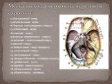 14-блуждающий нерв; 15-подъязычный нерв; 16-борозда сигмовидного синуса; 17-добавочный нерв; 18-спинной мозг; 19-6орозда поперечного синуса; 20-верхний сагиттальный синус; 21-прямой синус; 22-поперечный синус (вскрыт); 23-затылочный синус; 24-сигмовидный синус; 25-твердая оболочка головного мозга; 2