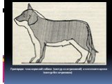 Пропорции тела взрослой собаки (контур со штриховкой) и месячного щенка (контур без штриховки)