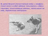 Во время Великой отечественной войны в прифрон-товой полосе особой любовью пользовались собаки- санитары, отыскивающие раненых, приносившие им воду, перевязочные материалы.