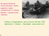 Во время Великой Отечественной войны родилась новая специальность собаки: борьба с вражескими танками. Собаки-подрывники уничтожили более 300 вражеских танков – примерно две дивизии!