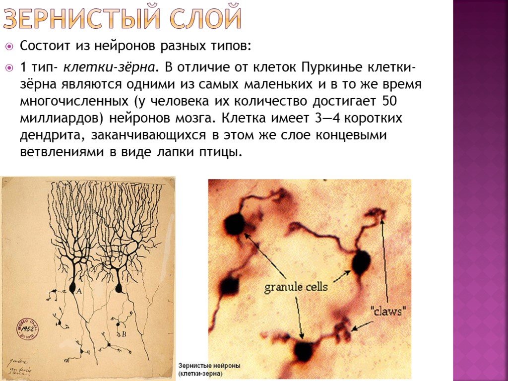 Слои клеток головного мозга. Гранулярные клетки мозжечка. Клетки Пуркинье гистология. Зернистый слой мозжечка. Клетки зерна.
