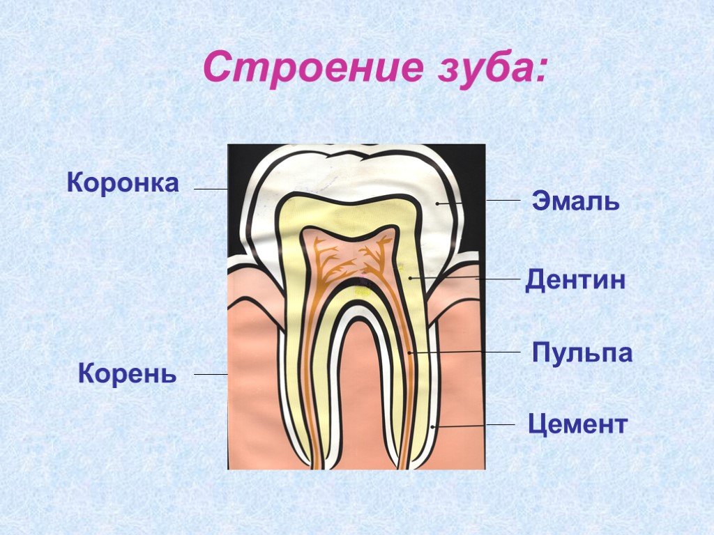 Проект зубы 3 класс