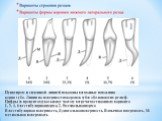 Пунктиром и сплошной линией показаны возможные положения корня зуба. Линии на поверхностях коронок зубов обозначают их рельеф. Цифры (в процентах)указывают частоту встречаемости данного варианта. 1, 3, 4, 6-вестибулярная норма, 2, 5-мезиальная норма В-вестибулярная поверхность, Д-дистальная поверхно
