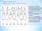 Пунктиром и сплошной линией показаны возможные положения корня зуба. Линии на поверхностях коронок зубов обозначают их рельеф. Цифры (в процентах)указывают частоту встречаемости данного варианта. 1, 2, 4, 6, 7-вестибулярная норма, 3, 5-мезиальня норма В-вестибулярная поверхность, Д-дистальная поверх
