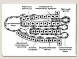 Рис. Микроструктура печени. Печень состоит из долек, в которых пласты гепатоцитов толщиной в одну клетку пронизываются синусоидными капиллярами, которые несут кровь из портальных венул и печеночных артериол в центральную вену. Желчь секретируется из гепатоцитов в канальцы и через них сливается в жел
