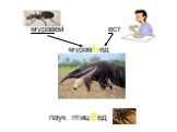 муравей ест муравьед паук птицеед