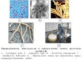Микроорганизмы, используемые в промышленном синтезе различных соединений А – Аcetobacter aceti; Б – Aspergillus niger; В – Penicillium chrysogenum; Г – Lactobacillus delbruecki; Д – Производство левана при ферментации среды, содержащей Zymomonas mobilis
