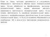 Один из таких методов заключается в следующем. Поверхность протопласта обычно несет отрицательный заряд. Путем обработки ее фосфолипидом, несущим положительный заряд, можно временно придать поверхности протопласта положительный заряд. Если теперь протопласты А, имеющие положительный заряд, смешать с