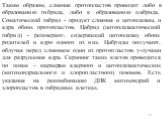 Таким образом, слияние протопластов приводит либо к образованию гибрида, либо к образованию цибрида. Соматический гибрид - продукт слияния и цитоплазмы, и ядра обоих протопластов. Цибрид (цитоплазматический гибрид) - регенерант, содержащий цитоплазму обоих родителей и ядро одного из них. Цибриды пол