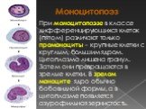 Моноцитопоэз. При моноцитопоэзе в классе дифференцирующихся клеток (пятом) различают только промоноциты – крупные клетки с круглым, большим ядром. Цитоплазма лишена гранул. Затем они превращаются в зрелые клетки. В зрелом моноците ядро обычно бобовидной формы, а в цитоплазме появляется азурофильная 