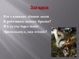 Загадка. Кто с высоких тёмных сосен В ребятишек шишку бросил? И в кусты через пенёк Промелькнул, как огонёк?