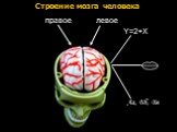 Аа, Бб, Вв Y=2+X правое левое. Строение мозга человека