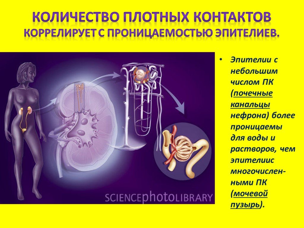 Межклеточная проницаемость. Межклеточные контакты цитология. Самая проницаемая часть канальцев для воды. Плотные контакты энтероцитов.