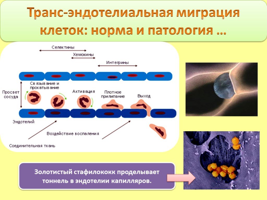 Клетка норм. Эндотелиальные клетки капилляров. Строение эндотелиальной клетки. Типы эндотелиальных клеток. Эндотелиальные клетки характеризуются:.