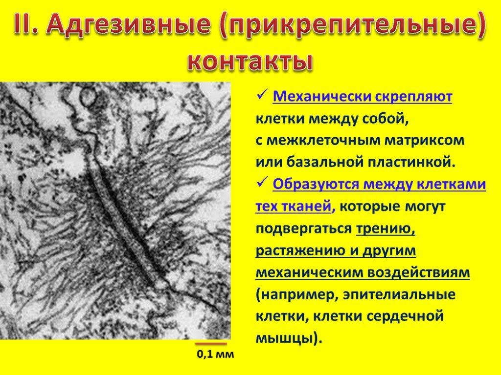 Между клеточными. Базальная пластинка реснички. Бзльня пластинка ресничек. Базальная пластинка ресничек схема. Базальная пластина у реснички.