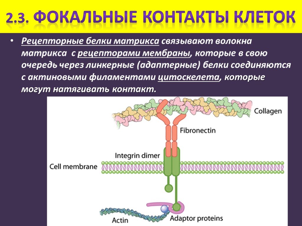 Рецепторная функция. Фокальный контакт. Фокальный контакт строение. Фокальный контакт клетки. Фокальный межклеточный контакт.