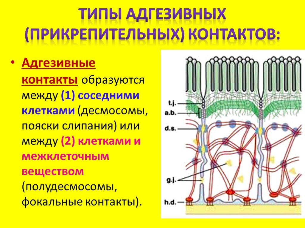 Сложные соединения клеток. Схема строения межклеточных контактов. Адгезивный межклеточный контакт. Типы межклеточных контактов схемы. Десмосома и адгезивный поясок.