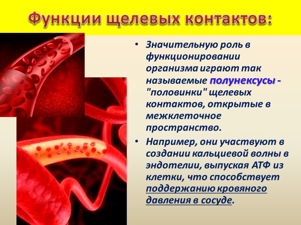 Значительная роль. Функции щелевых контактов. Щелевые контакты клеток функции. Виды щелевых контактов. Межклеточное пространство.