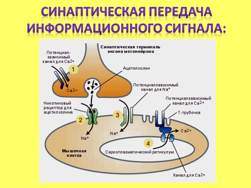 Схема передачи импульсов. Синапс механизм синаптической передачи. Механизм синаптической передачи импульса. Механизм синаптической передачи нервного импульса. Синапс и этапы синаптической передачи.