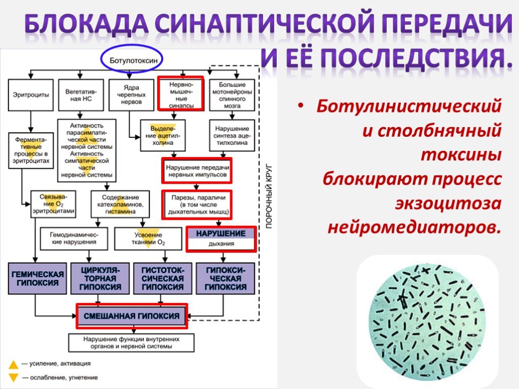 Схема межклеточной кооперации