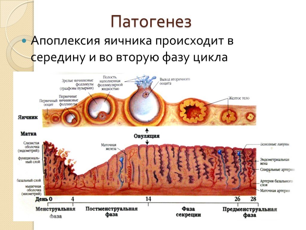 Ранняя стадия секреции эндометрия