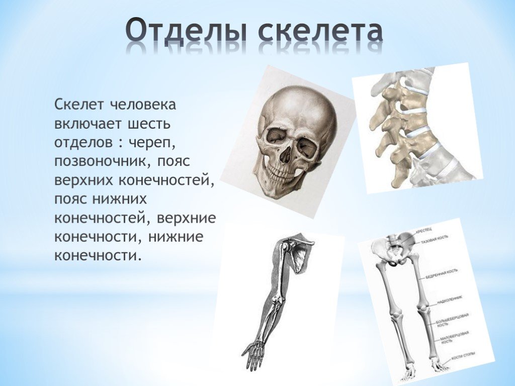 Три отдела кости. Отделы скелета пояс нижних конечностей. Отдел скелета человека пояс нижних конечностей. Пояс позвоночника скелета. Шесть отделов скелета человека.
