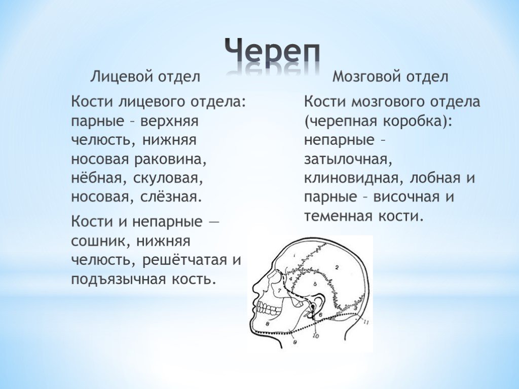 Носовая кость лицевого черепа. Кости лицевого отдела черепа верхняя челюсть. Кости мозгового отдела черепа. Лицевой отдел черепа нёбная кость. Лицевой отдел черепа подъязычная кость.