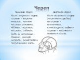 Череп. Лицевой отдел Кости лицевого отдела: парные – верхняя челюсть, нижняя носовая раковина, нёбная, скуловая, носовая, слёзная. Кости и непарные — сошник, нижняя челюсть, решётчатая и подъязычная кость. Мозговой отдел Кости мозгового отдела (черепная коробка): непарные – затылочная, клиновидная, 