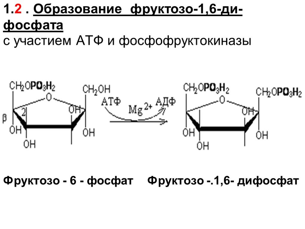 Фруктозо 6 дифосфат. Реакции образования фруктозо-6-фосфата. Превращение фруктозо-1.6-дифосфата во фруктозо-6-фосфат катализирует. Фруктоза в фруктозо 1 фосфат. Образование д фруктозо 1.6 дифосфата из д фруктозо 6 фосфата.