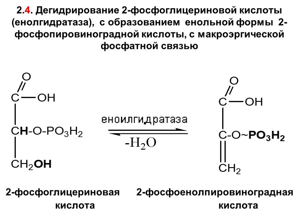 Альфолиподиеева кислота. 2 Фосфоглицериновая кислота = фосфоенолпировиноградная. Фосфоенолпировиноградная кислота формула. Фосфоенолпировиноградная кислота систематическое название. Фосфоенолпировиноградная кислота структурная формула.