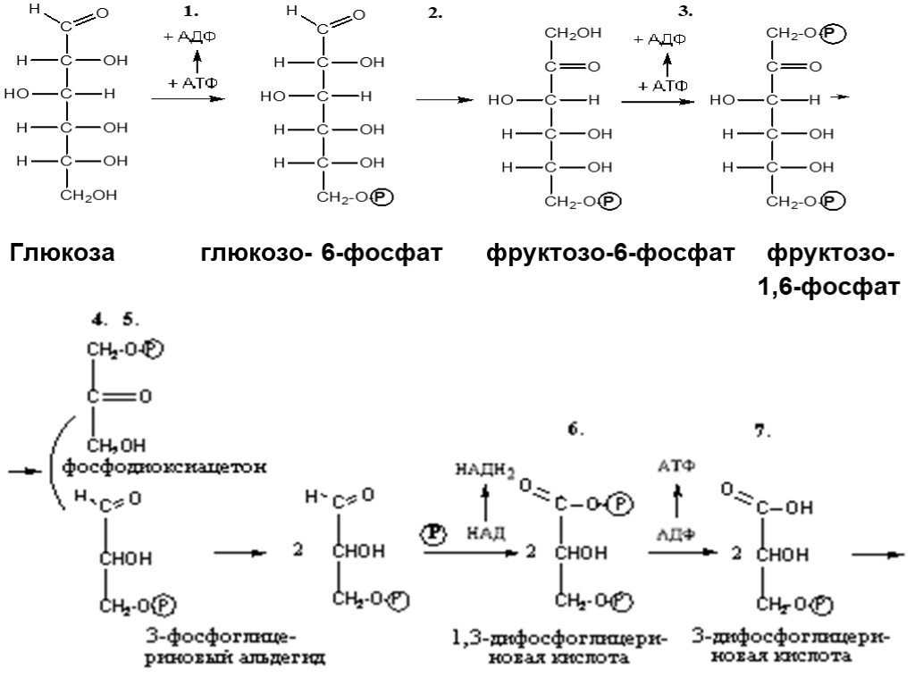 Углеводы входящие в состав атф. Фруктоза 1 фосфат глюкозо1 фосфат. Глюкоза в глюкозо 6 фосфат.
