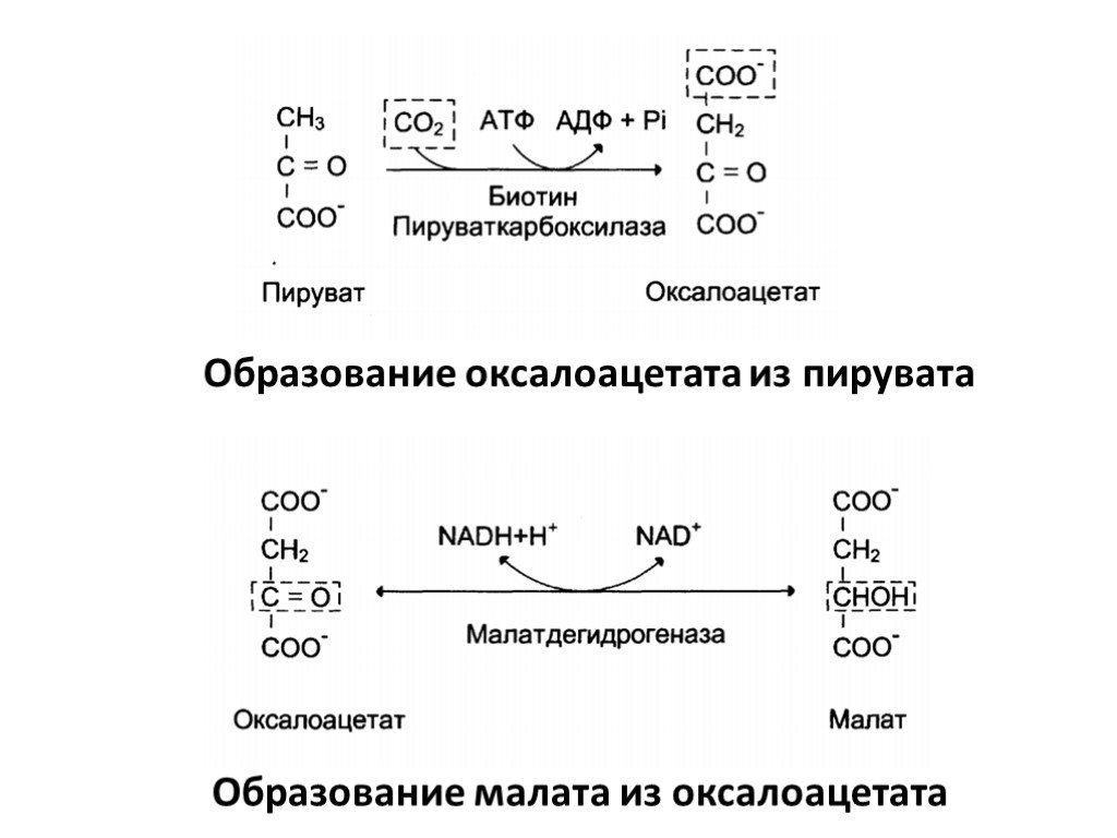 Реакция образования пировиноградной кислоты