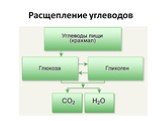 Обмен углеводов и этапы процесса Слайд: 10
