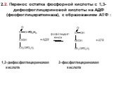 2.2. Перенос остатка фосфорной кислоты с 1,3-дифосфоглицериновой кислоты на АДФ (фосфоглицераткиназа), с образованием АТФ : 1,3-дифосфоглицериновая 3-фосфоглицериновая кислота кислота