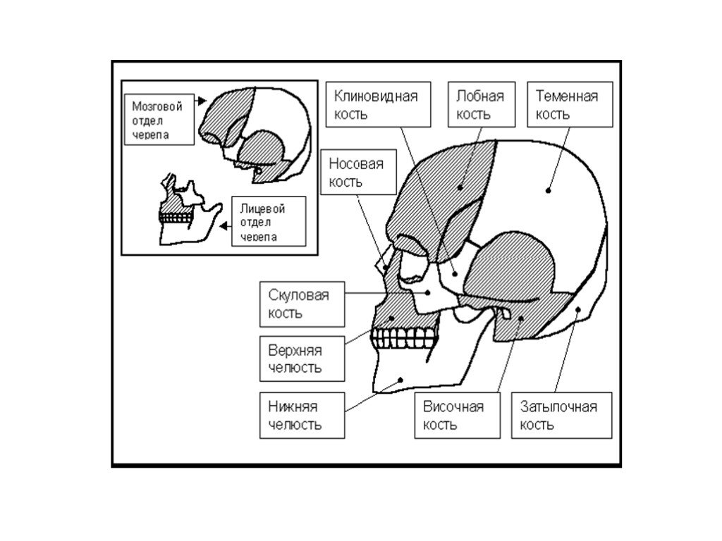 Мозговая лицевая часть черепа. Кости мозгового отдела черепа. Строение костей черепа клиновидной височной затылочной решетчатой. Мозговой отдел и лицевой отдел черепа. Череп лицевой и мозговой отделы схема.