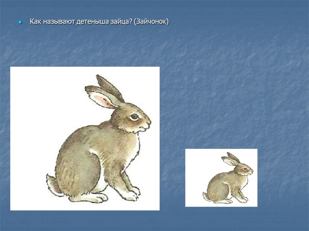 Название зайка. Заяц. Детеныш зайца. Дикие животные для детей заяц Зайчонок. Как называется детеныш зайца.