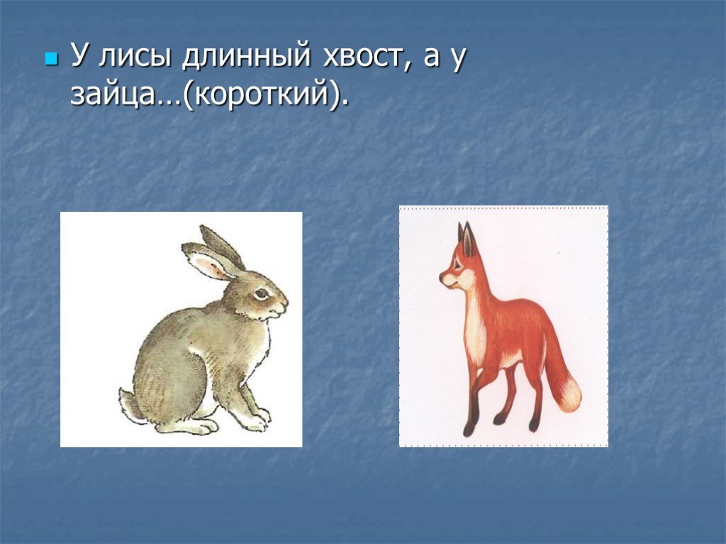У зайца хвост короткий а уши. Заяц с длинным хвостом. Заяц хваста. Короткий хвост зайца. Хвостик зайца.