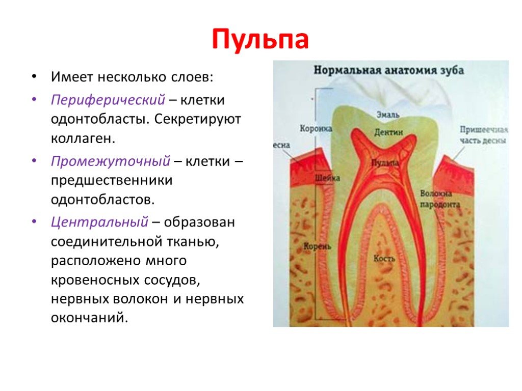 В какую систему входит зуб. Гистологическое строение пульпы. Строение пульпы анатомия. Строение пульпы зуба. Анатомия гистология физиология пульпы.