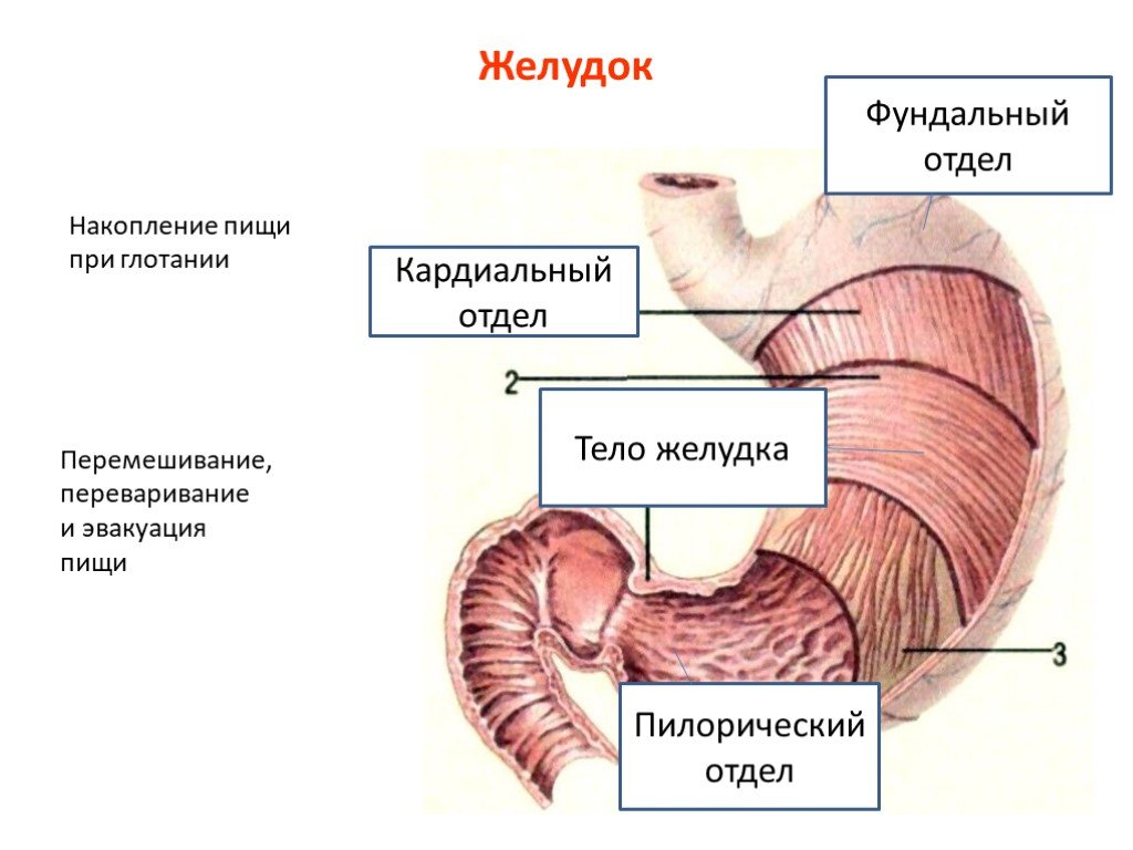 Нижняя часть желудка. Желудок анатомия фундальный отдел. Кардиальный отдел пилорический отдел. , Схема строение пилорического отделов желудка. Дно и кардиальный отдел желудка.