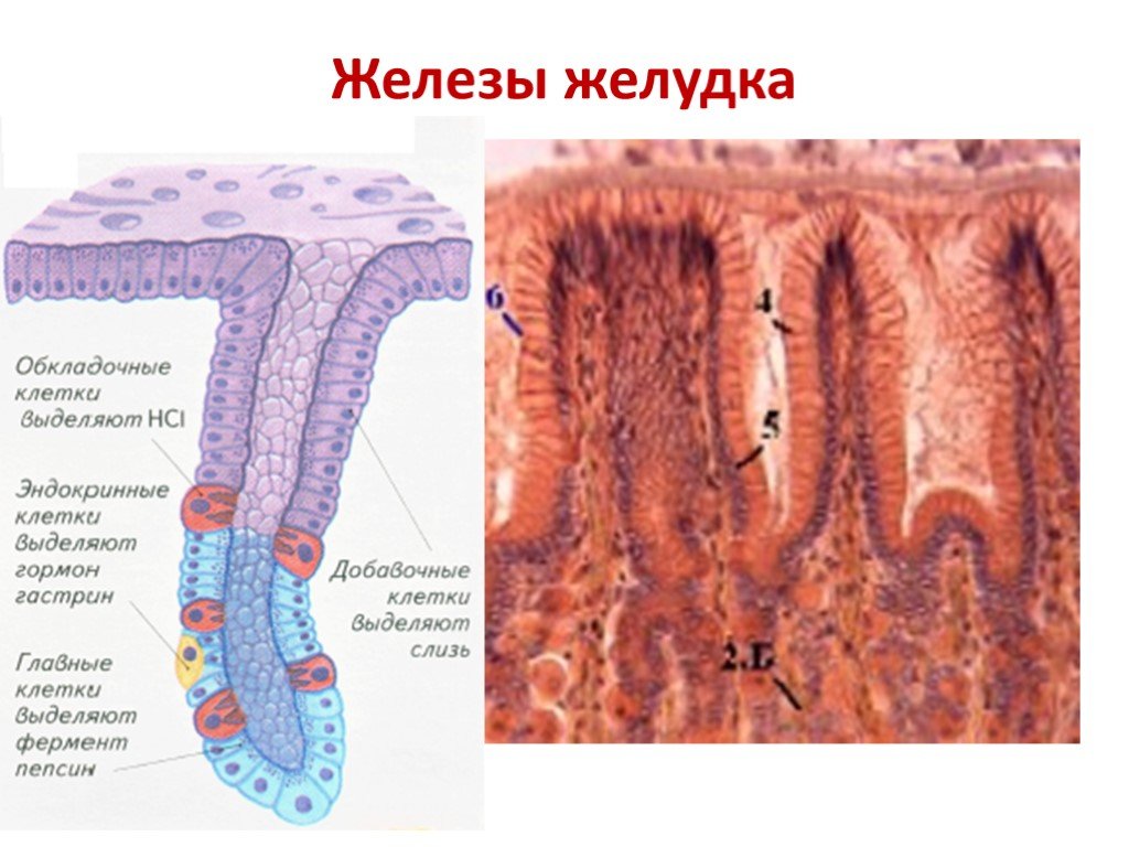 Слизистая желудка вырабатывает. Эпителий желудка желез гистология. Строение желудочной железы. Строение слизистой оболочки желудка клетки. Клетки фундальных желез желудка.